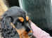 Female cocker spaniel
