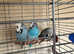Budgies