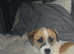 9 week jack russel puppy (Boy)
