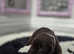 Labrador puppies chocolate and black