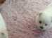 Russian chihuahuas cross pomeranian female puppies