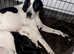 POINTER PUPPIE