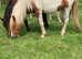 Two year old Colt