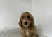 Beautiful cockapoo boy ready now