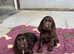 Beautiful health tested chocolate cocker/springer spaniel puppies