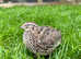 Female Japanese quail at pol
