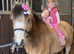 **Beautiful dun registered section A mare**