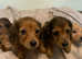 Gorgeous litter Longhaired KC reg Dachshund puppies