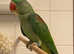Beautiful young alexandrine parrot