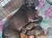 Jack Russell cross Patterdale terrier for sale