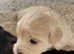 Stunning DNA Health Tested Maltipoo Puppies