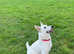 KC registered White Swiss Shepherd puppies