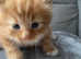 FULL Ginger Kitten