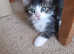 Mixed Breed bengal long haired kitten
