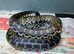 Madagascan Giant Hognose at Birmingham Reptiles