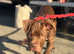 Dogue de Bordeaux mixed breed