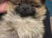 Lovely Pomeranian boy