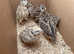 Point of lay quail for sale
