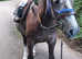 14hh 5 year old gelding for sale