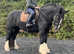 Outstanding 15.2/3H 5Yo Irish Cob Mare