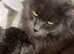 Pure bred Maine coons for Sale ready to leave now
