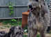 KC irish wolfhound cross All reserved