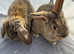 Adorable 8-Week-Old Holland Lop Bunnies - Ready for a Loving Home!
