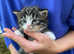 Tabby kittens available