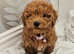 2 beautiful westipoo puppies
