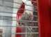 Budgerigar