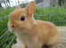 netherland dwarf rabbits