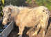 Appaloosa Standard Shetland Foal