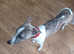 KC whippets bonded pair