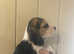 Beagle pups ready 31 aug