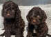F1 mini cockapoos various colours 30 dna health tested clear