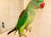 Stunning baby alexandrine parrot