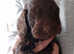 Cockapoo Puppies f1 show) last dark chocolate boy!!!!!.