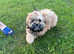 Lhasa apso
