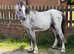 Yearling welsh a filly