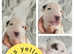 English bullterrier puppys