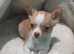 Male chihuahua puppy