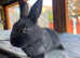8 week old baby harlequin cross rabbit