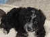 Adorable Cavapoochon puppies