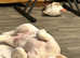 Basset Hound Male Puppy age 4 Months Stunning boy