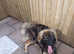 Large male 12mths old excellent temperament good with children and other dogs for sale due to new job commitments