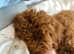 Teddy the cockapoo