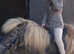 Amazing therapy pony for loan