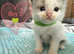 Beautiful Ragdoll Kittens
