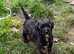 Happy healthy pups ready now