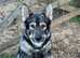 GSD x Northern Inu Female